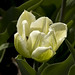 Thomas Hubbard Photo 46