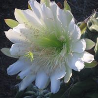Nancy Beaty Photo 15