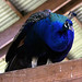 Carol Peacock Photo 23