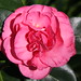 Caroline Speed Photo 10