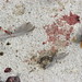 Robin Gutting Photo 10