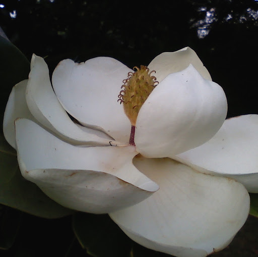 Janice Matthews Photo 19