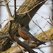 Robin Fiedler Photo 19