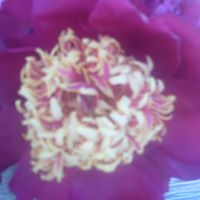 Barbara Bean Photo 4
