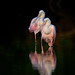 Michael Ding Photo 9