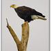 Michael Vierra Photo 12
