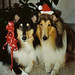 Kelly Herd Photo 7