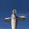 Michael Paradis Photo 7