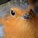 Robin Gutting Photo 9