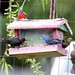 Debra Bunting Photo 9