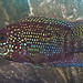 Jack Dempsey Photo 37