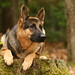 Kelly Shepherd Photo 17