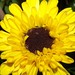 Julie Hope Photo 14