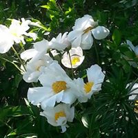 Susan Bailey Photo 35