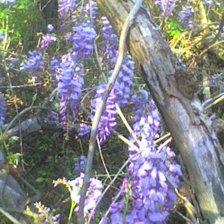 Elizabeth Scherer Photo 11