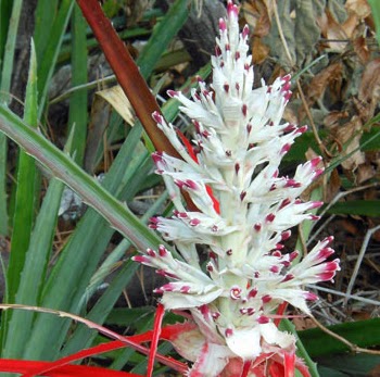Debra Fisher Photo 21