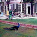 Ann Duke Photo 8