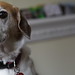 Sidney Bean Photo 10