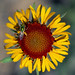 Bee Yang Photo 29