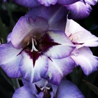 Christine Tuttle Photo 6