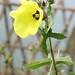 Vong Vang Photo 33