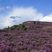 Heather Edge Photo 4