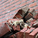 Alice Gilmore Photo 21