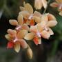 Crystal Scott Photo 9