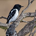 Robin Hogan Photo 12