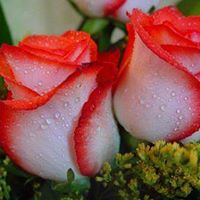 Nasir Ali Photo 27
