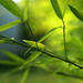 Teresa Green Photo 14