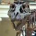 Sue Rex Photo 18