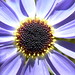 Carol Ray Photo 31