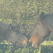 Joyce Miles Photo 31
