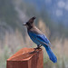 Jay Call Photo 7