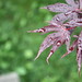 Robyn Maple Photo 7