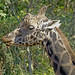 Julio Rothschild Photo 2