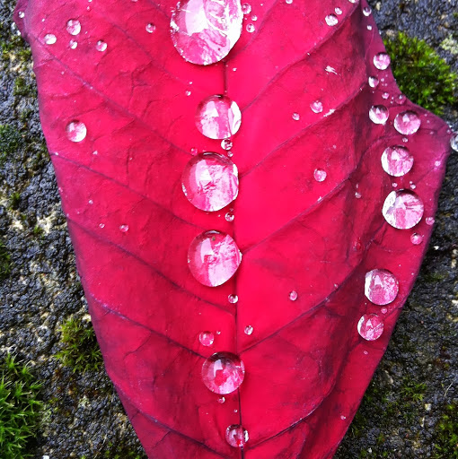 Marie Phelan Photo 15