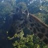 Ronald Holmes Photo 34