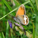 Debra Heath Photo 18