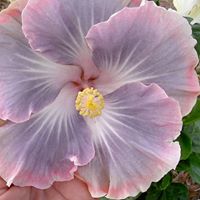 Annette Ward Photo 25