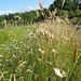 Janice Ray Photo 15