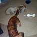 Ruby Ceasar Photo 5