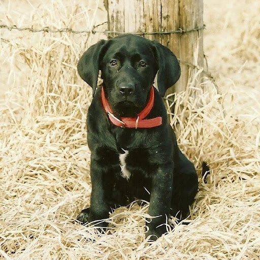 Joe Wilt Photo 10