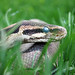 Gerald Thomas Photo 18