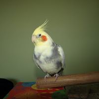 Robert Downes Photo 22