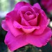Traci Rose Photo 21