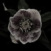 Eric Olmstead Photo 31