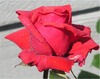Beth Russell Photo 11