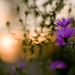 Russell Lowe Photo 31